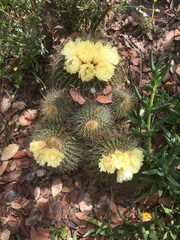 Parodia