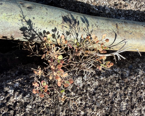 Lepidium virginicum observed 2026-08-28