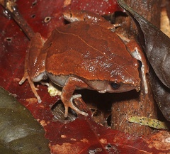Hamptophryne boliviana