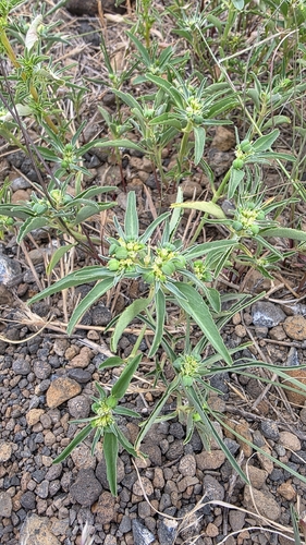 Squareseed Spurge