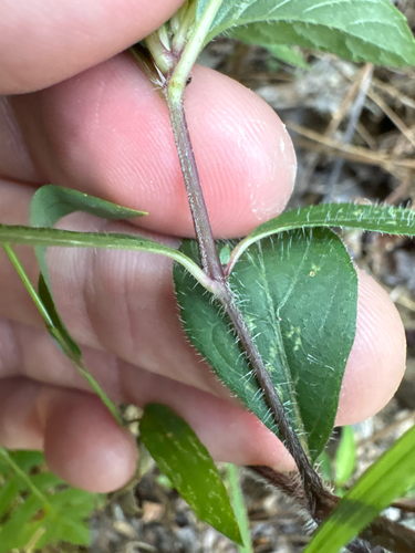 Ruellia caroliniensis, photograph 4