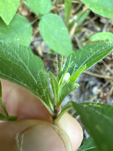 Ruellia caroliniensis, photograph 3