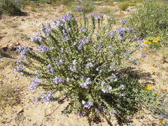 Jamesbrittenia fruticosa