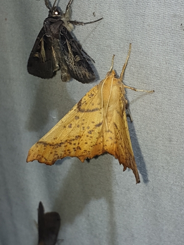 Maple Spanworm Moth (Ennomos magnaria)