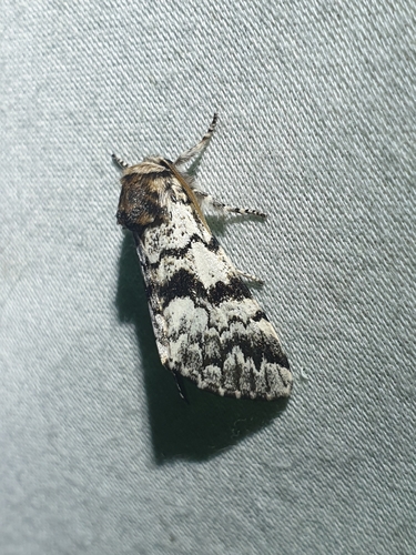 Black Zigzag Moth (Panthea acronyctoides)
