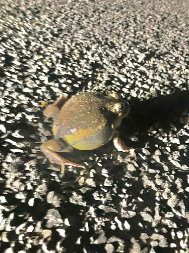 Eastern Banjo Frog