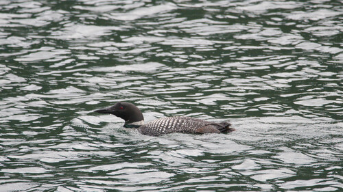 Common Loon