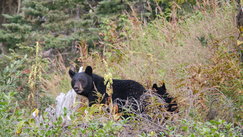 Black Bear sighting near Cariboo