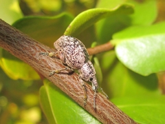 Curculionidae