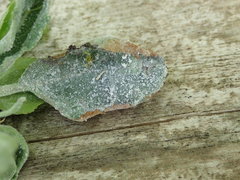 Podosphaera leucotricha