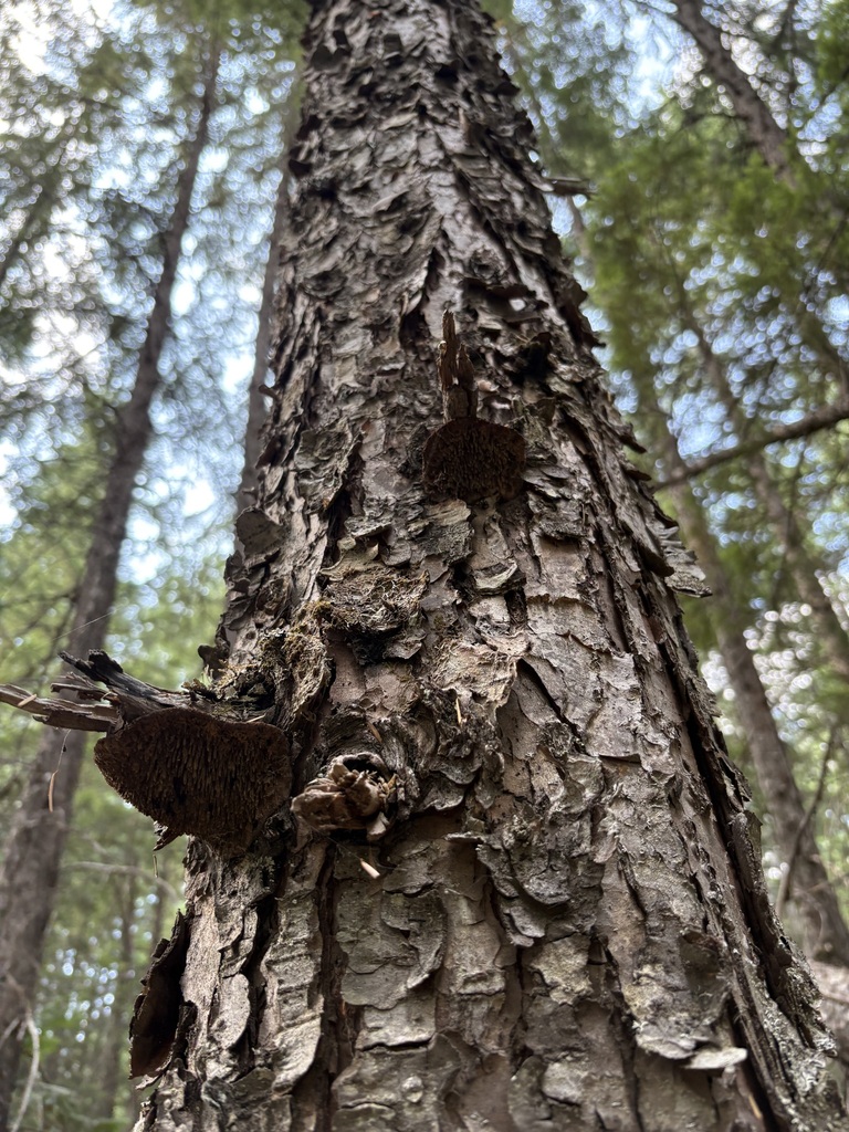Indian paint fungus · August 2026 · photo: Photo: (c) sylbobaggins, some rights reserved (CC BY) · iNaturalist