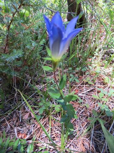 Gentiana calycosa, photograph 6