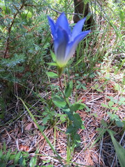 Gentiana calycosa, photograph (c) Garth Harwood, some rights reserved (CC BY)
