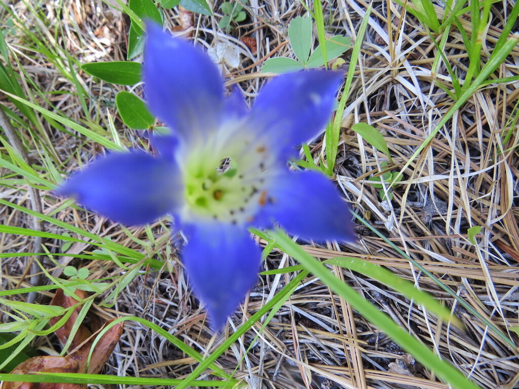 Gentiana calycosa; photograph (c) Garth Harwood, some rights reserved (CC BY)