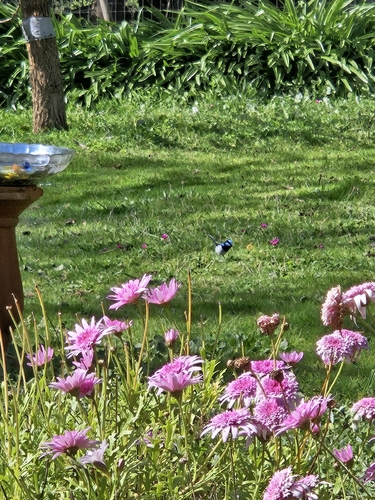 Superb Fairywren