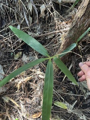 Pseudosasa japonica, photograph author not stated, no rights reserved