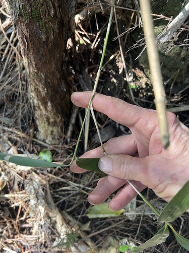 Pseudosasa japonica, photograph 6