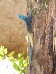 Acanthocercus ugandaensis