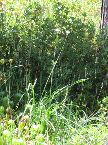 Allium validum