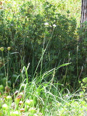 Allium validum, photograph (c) Garth Harwood, some rights reserved (CC BY)