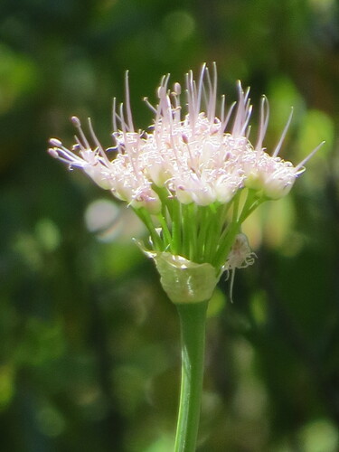 Allium validum, photograph 2
