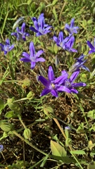 Brodiaea terrestris kernensis