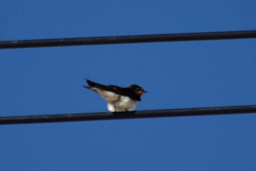 Barn Swallow
