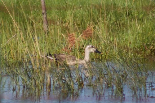 Eastern Spot-billed Duck