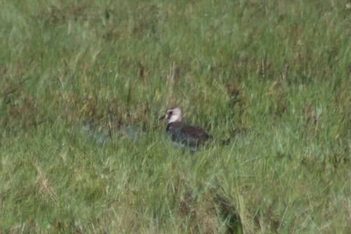 Northern Lapwing