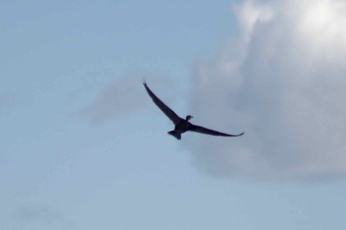 Great Cormorant