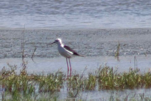 Black-winged Stilt