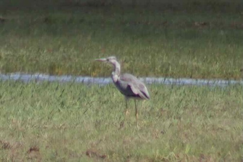 Grey Heron
