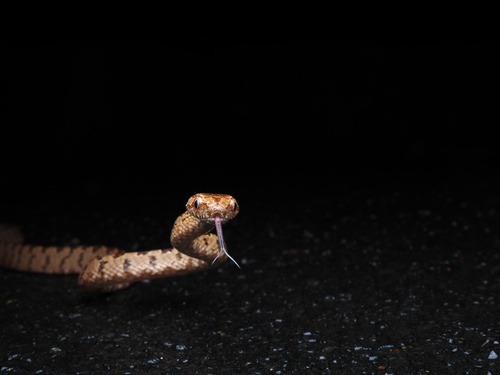 Kelung Cat Snake