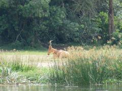 Alcelaphus buselaphus lelwel