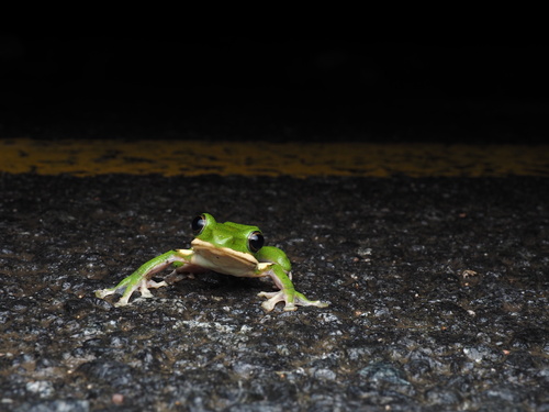 Chinese Flying Frog