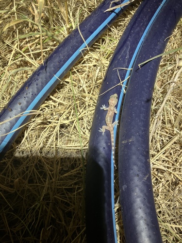 Mediterranean House Gecko