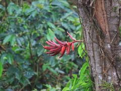 Aechmea tillandsioides
