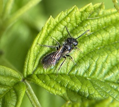 Panurginus