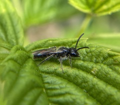 Panurginus