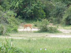 Tragelaphus scriptus bor