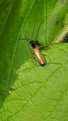 Rhagonycha lignosa