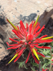 Castilleja scabrida scabrida