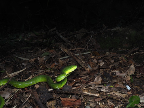 White-lipped Pit Viper