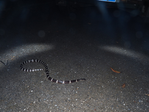 Many-banded Krait
