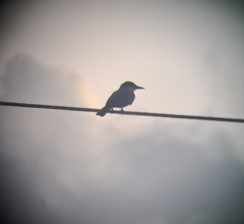 Gray Kingbird