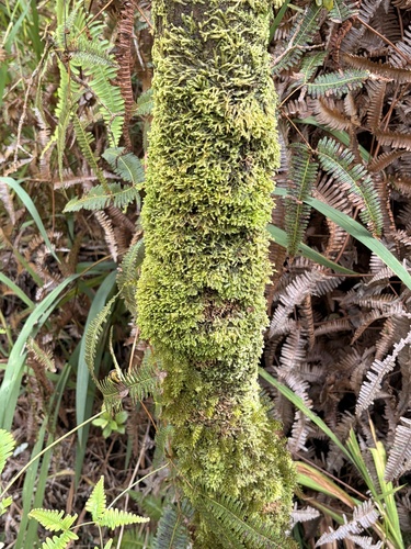 Bazzania nuuanuensis observed 2026-08-26
