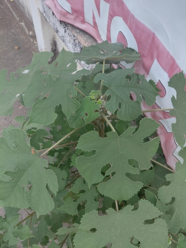 Paper mulberry