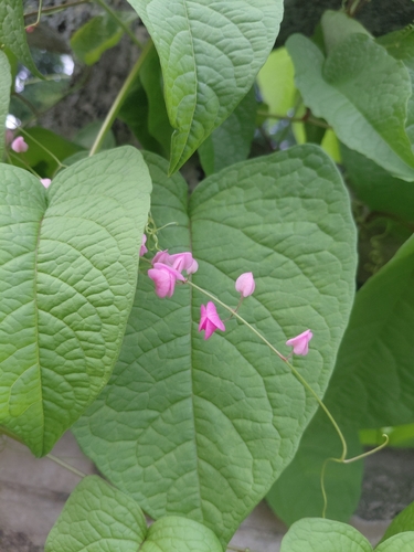 Coral Vine