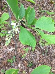Styracaceae