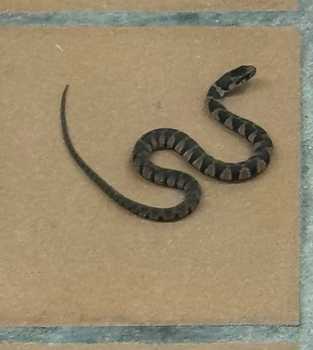 Common Watersnake